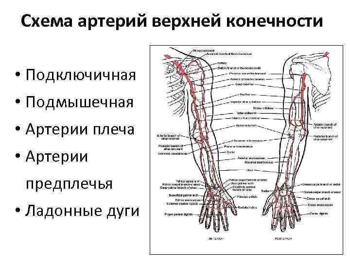 Артерии и вены верхней конечности анатомия схема. Анатомия венозной системы верхних конечностей. Схема кровоснабжения головы и верхних конечностей.