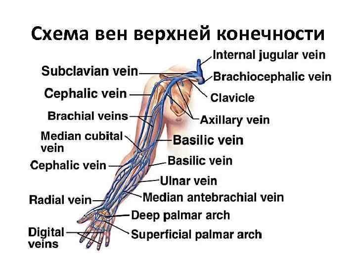 Схема верхней конечности вен