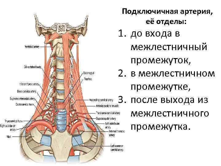 Где проходит подключичная артерия на шее фото