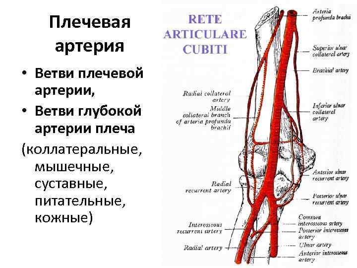 Ветви глазной артерии схема