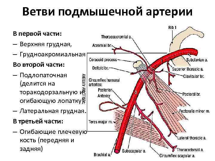 Ветви глазной артерии схема