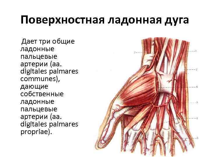 Поверхностная ладонная дуга схема