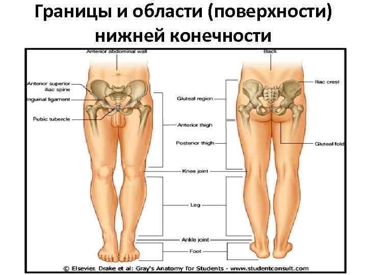 Границы и области (поверхности) нижней конечности 