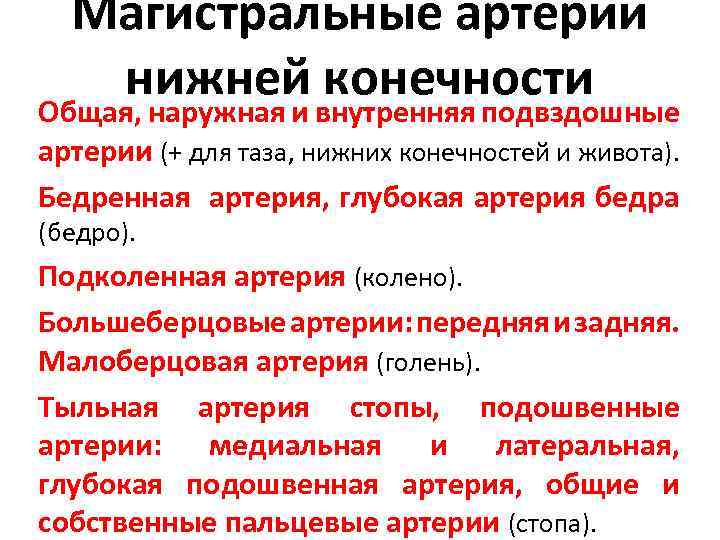 Магистральные артерии нижней конечности Общая, наружная и внутренняя подвздошные артерии (+ для таза, нижних