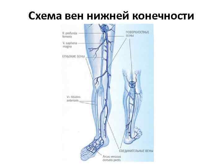 Анатомия глубоких вен нижних конечностей схема. Схема венозной системы нижних конечностей человека.