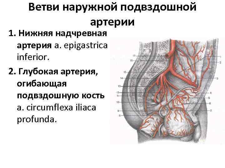 Правая подвздошная артерия. Ветви наружной подвздошной артерии. Нижняя надчревная артерия ход. Нижняя эпигастральная артерия анатомия. Глубокая артерия огибающая подвздошную кость.