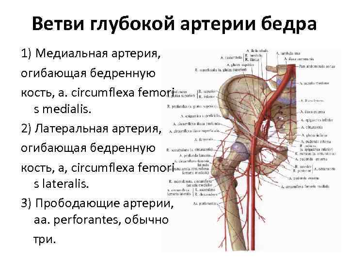 Бедренная артерия анатомия схема