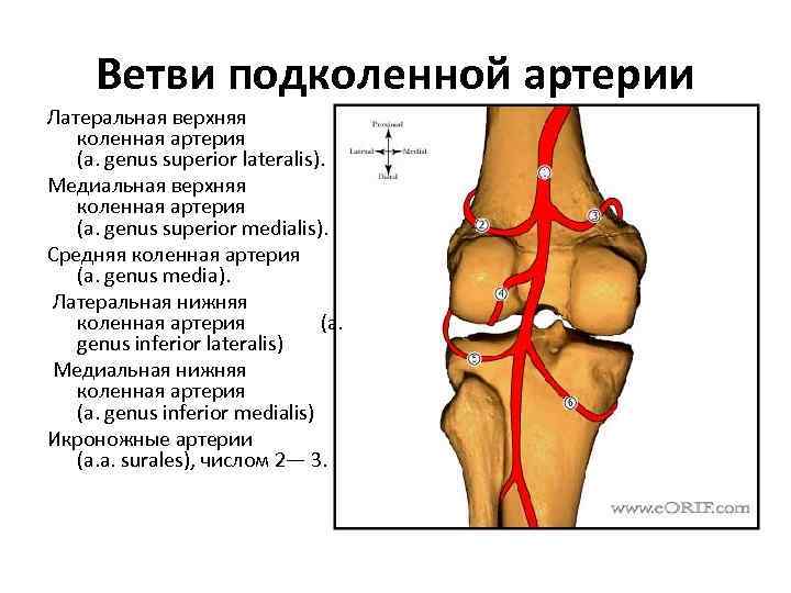 Сеть коленного сустава схема