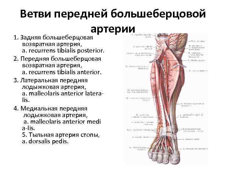 Передняя большеберцовая артерия схема