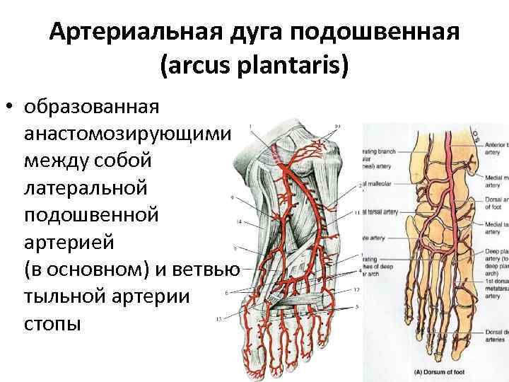 Основные артерии стопы. Подошвенные дуги анатомия. Кровоснабжение стопы топографическая анатомия. Медиальная и латеральная подошвенные артерии. Медиальная подошвенная артерия стопы анатомия.