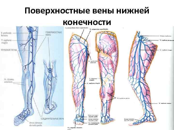 Карта вен нижних конечностей. Икроножные вены голени анатомия. Вена нижней конечности анатомия. Подкожные вены голени анатомия. Вены нижних конечностей анатомия схема.