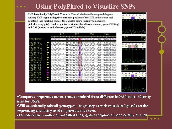 Using Poly. Phred to Visualize SNPs • Compares sequences across traces obtained from different