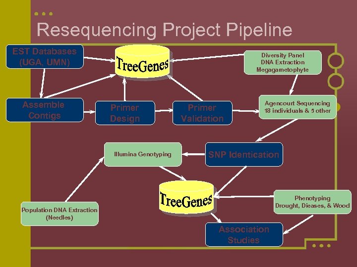 Resequencing Project Pipeline EST Databases (UGA, UMN) Assemble Contigs Diversity Panel DNA Extraction Megagametophyte