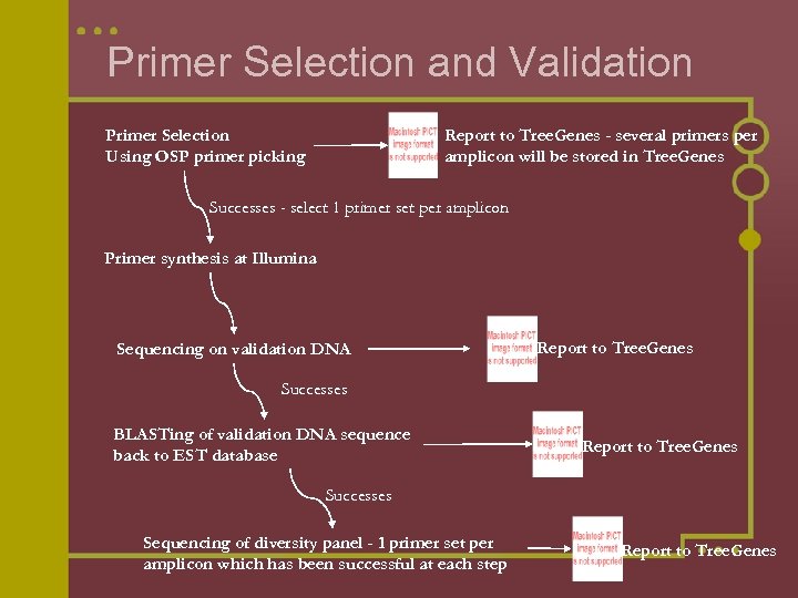 Primer Selection and Validation Primer Selection Using OSP primer picking Report to Tree. Genes