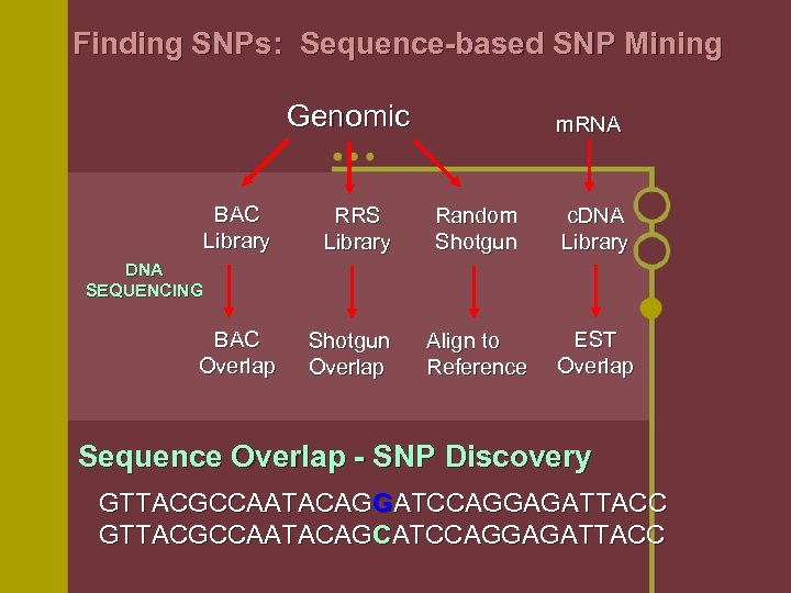 Finding SNPs: Sequence-based SNP Mining Genomic BAC Library RRS Library m. RNA Random Shotgun