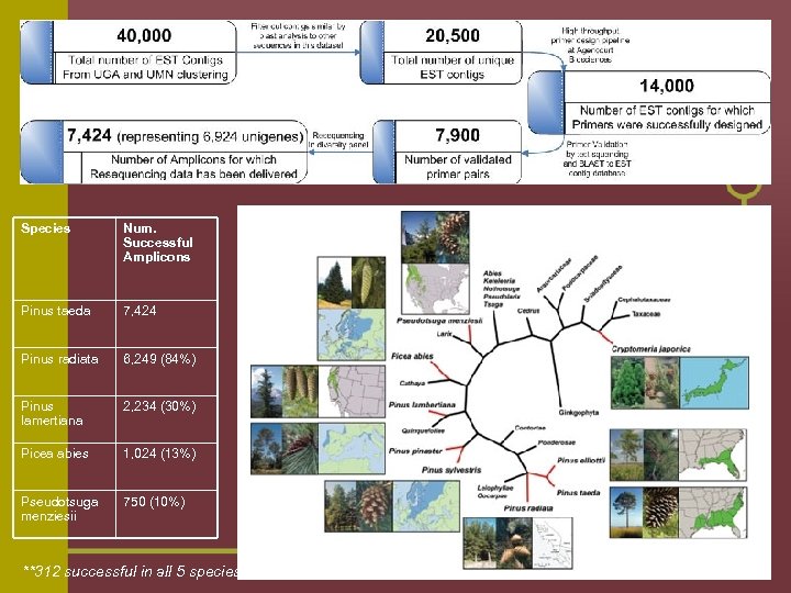 Species Num. Successful Amplicons Pinus taeda 7, 424 Pinus radiata 6, 249 (84%) Pinus