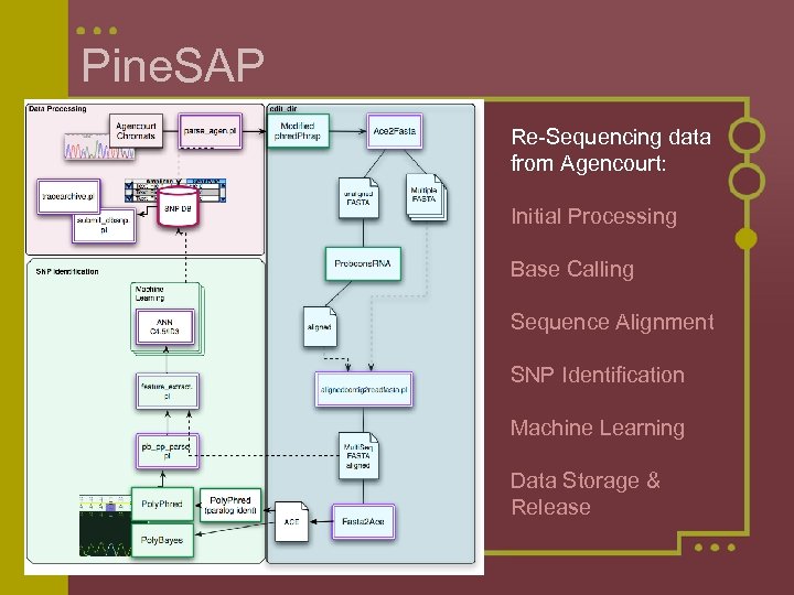 Pine. SAP Re-Sequencing data from Agencourt: Initial Processing Base Calling Sequence Alignment SNP Identification