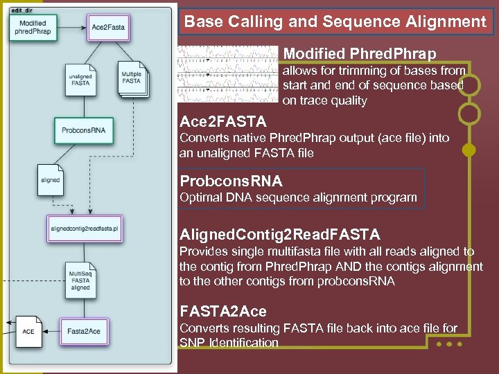 Base Calling and Sequence Alignment Modified Phred. Phrap allows for trimming of bases from