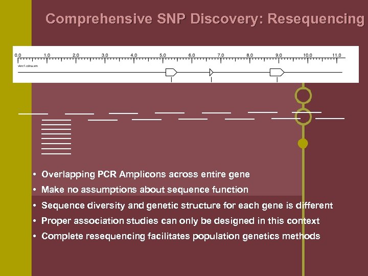 Comprehensive SNP Discovery: Resequencing • Overlapping PCR Amplicons across entire gene • Make no