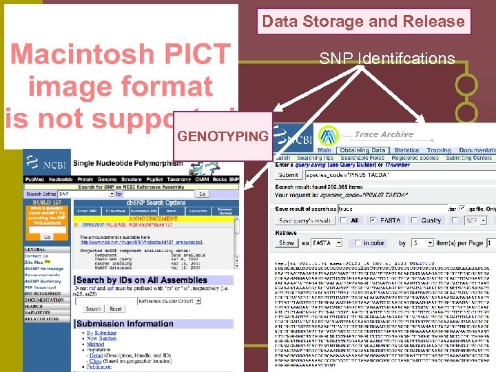 Data Storage and Release SNP Identifcations GENOTYPING 