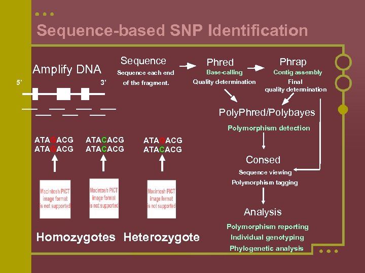 Sequence-based SNP Identification Amplify DNA 5’ 3’ Sequence Phrap Phred Sequence each end Base-calling