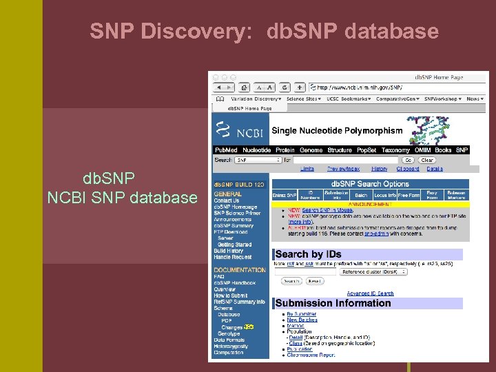 SNP Discovery: db. SNP database db. SNP NCBI SNP database 