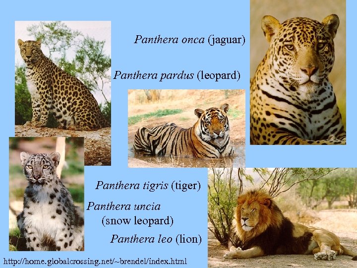 Panthera onca (jaguar) Panthera pardus (leopard) Panthera tigris (tiger) Panthera uncia (snow leopard) Panthera