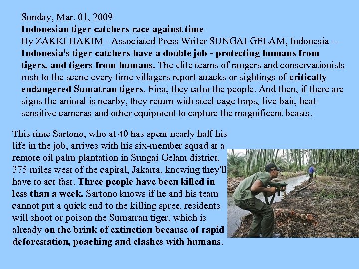 Sunday, Mar. 01, 2009 Indonesian tiger catchers race against time By ZAKKI HAKIM -