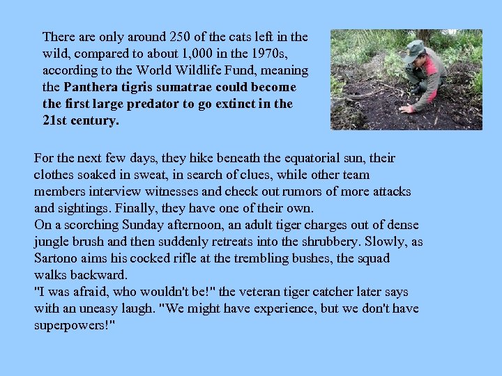 There are only around 250 of the cats left in the wild, compared to