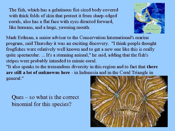 The fish, which has a gelatinous fist-sized body covered with thick folds of skin