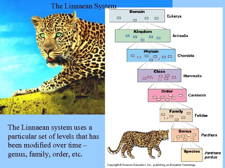 The Linnaean System The Linnaean system uses a particular set of levels that has