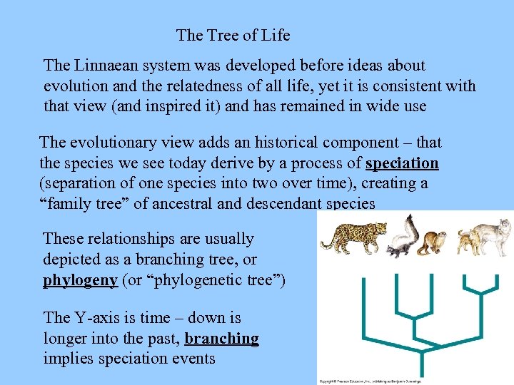 The Tree of Life The Linnaean system was developed before ideas about evolution and