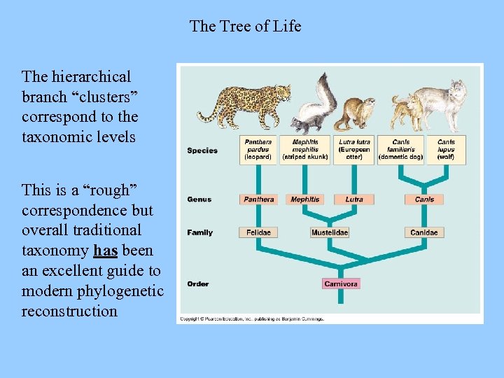 The Tree of Life The hierarchical branch “clusters” correspond to the taxonomic levels This
