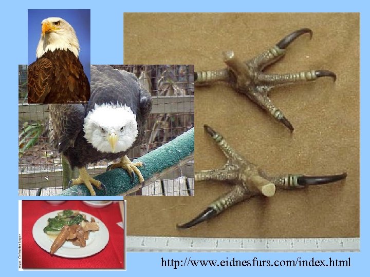 http: //www. eidnesfurs. com/index. html 