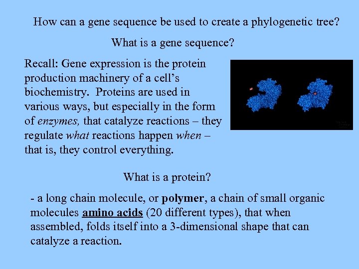 How can a gene sequence be used to create a phylogenetic tree? What is