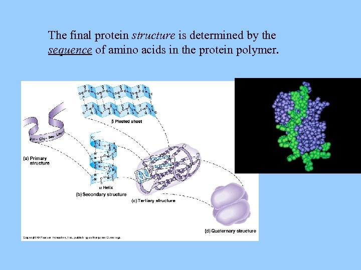 The final protein structure is determined by the sequence of amino acids in the