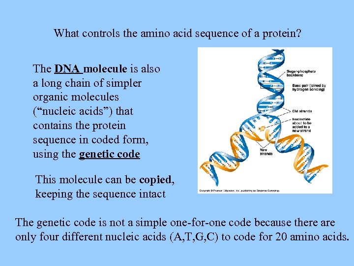 What controls the amino acid sequence of a protein? The DNA molecule is also