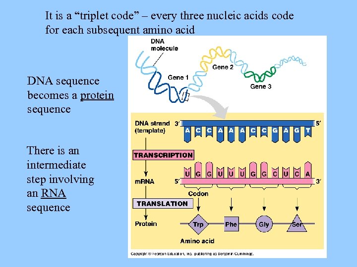 It is a “triplet code” – every three nucleic acids code for each subsequent