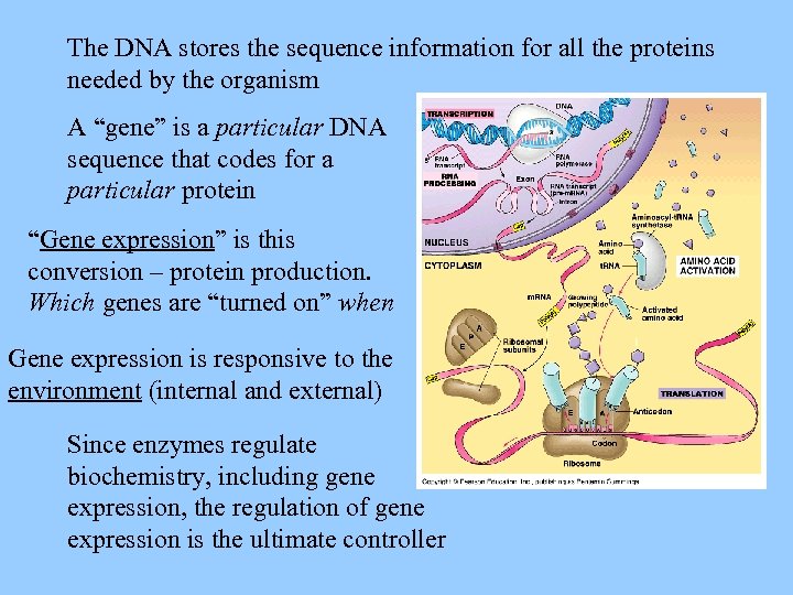 The DNA stores the sequence information for all the proteins needed by the organism