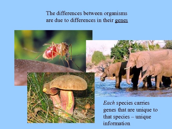 The differences between organisms are due to differences in their genes Each species carries