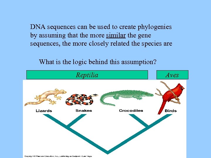 DNA sequences can be used to create phylogenies by assuming that the more similar