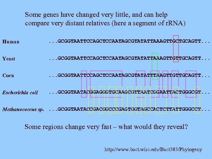 Some genes have changed very little, and can help compare very distant relatives (here