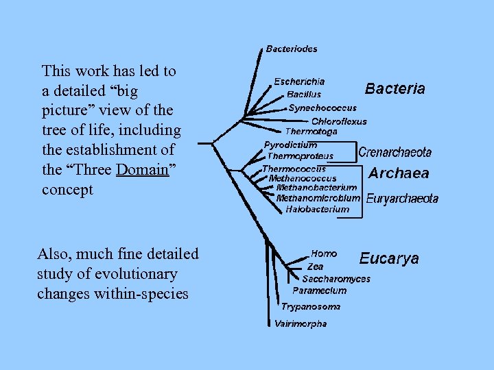 This work has led to a detailed “big picture” view of the tree of