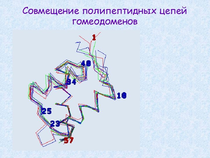 Совмещение полипептидных цепей гомеодоменов 