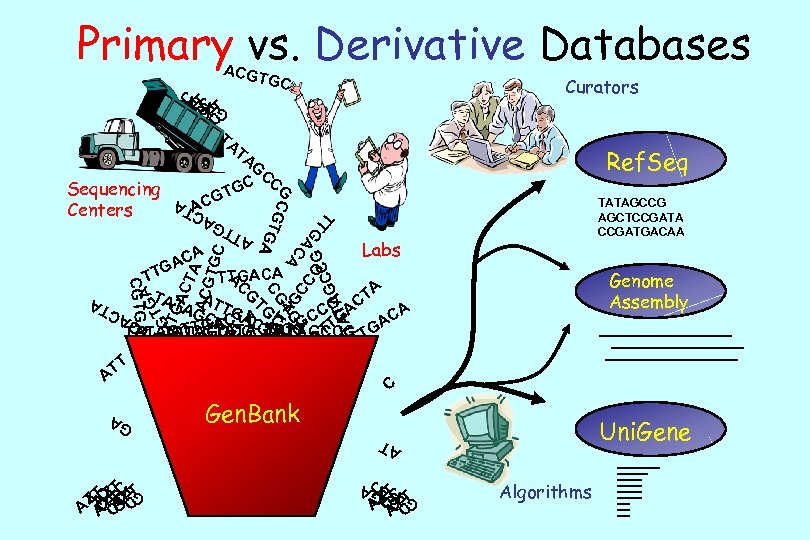 Primary vs. Derivative Databases ACGT GC C TC T ATC TC A TA Curators
