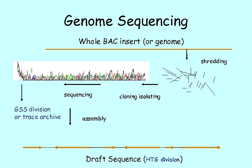 Genome Sequencing Whole BAC insert (or genome) shredding sequencing GSS division or trace archive