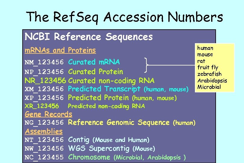 The Ref. Seq Accession Numbers NCBI Reference Sequences m. RNAs and Proteins NM_123456 Curated