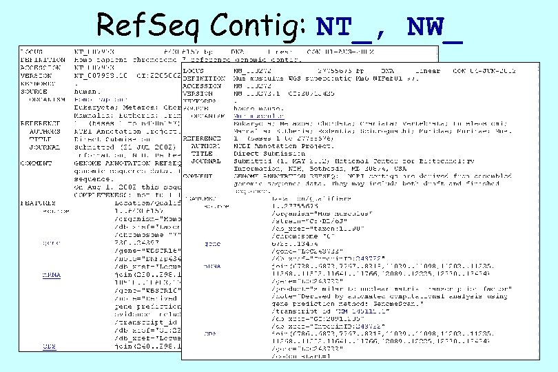 Ref. Seq Contig: NT_, NW_ 