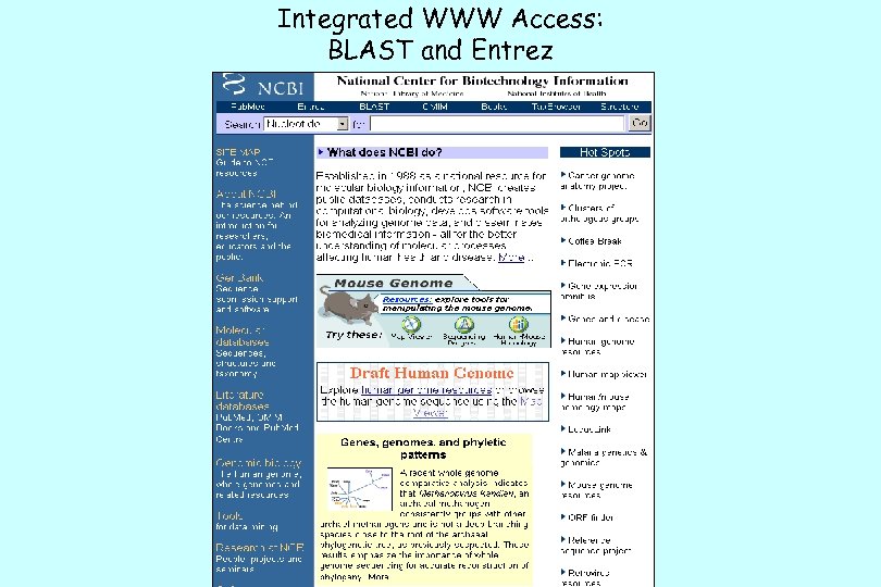 Integrated WWW Access: BLAST and Entrez 