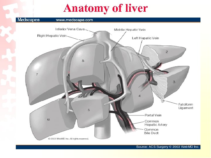Anatomy of liver 